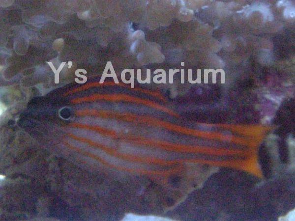 Y S Aquariumの飼育録 オレンジストライプバスレット